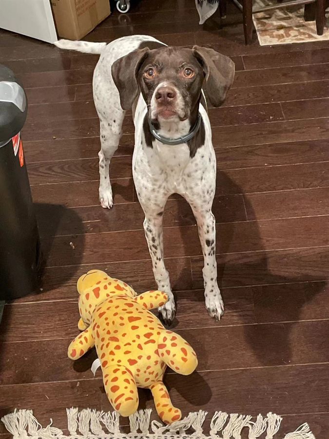 Good pet photo with a clear face