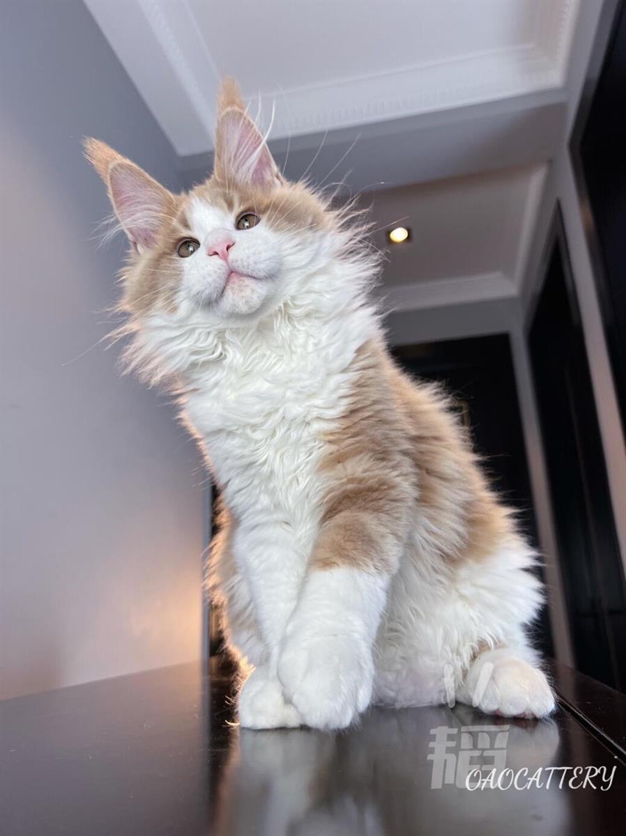 Pet photo that may need checking