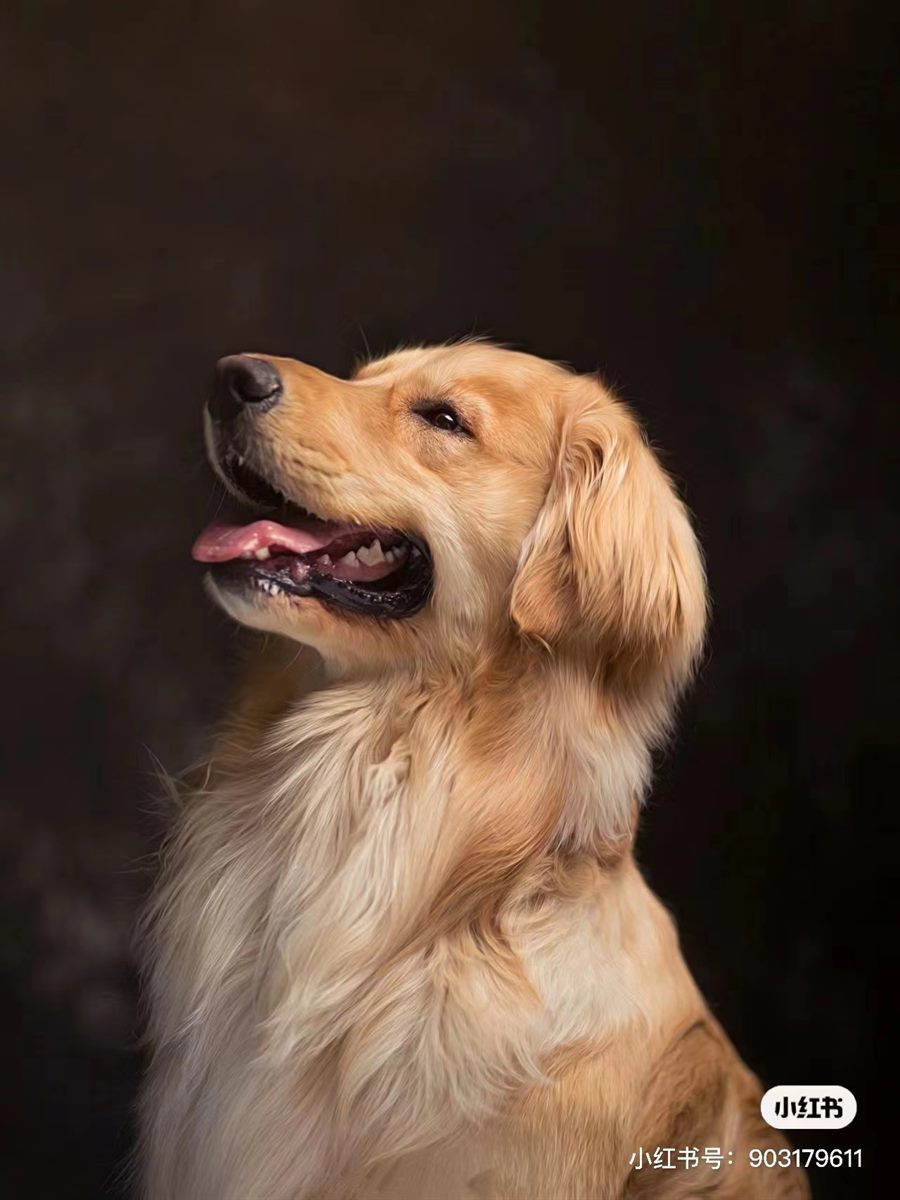 Pet photo used for custom glass painting
